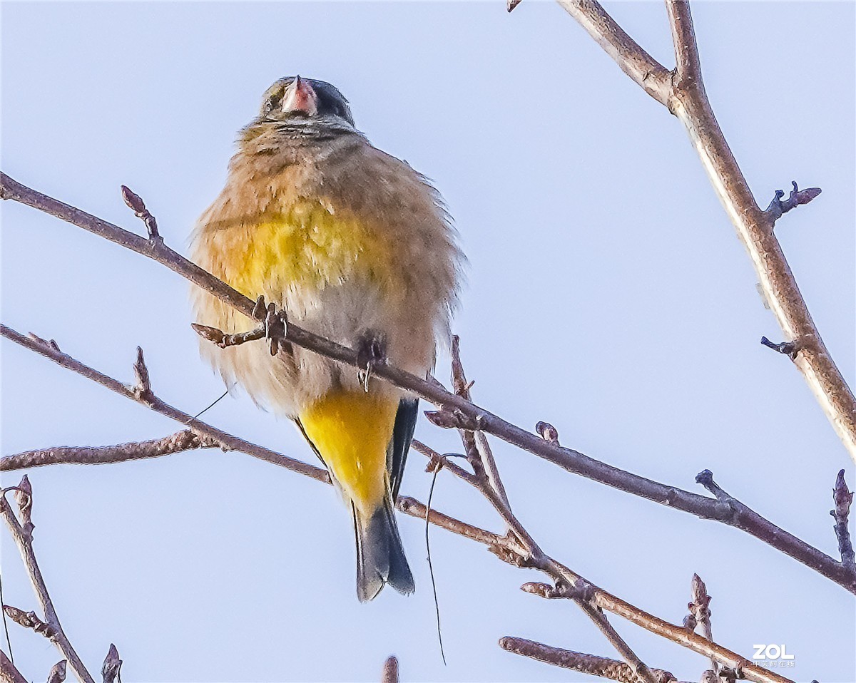 三九寒天枝头鸟