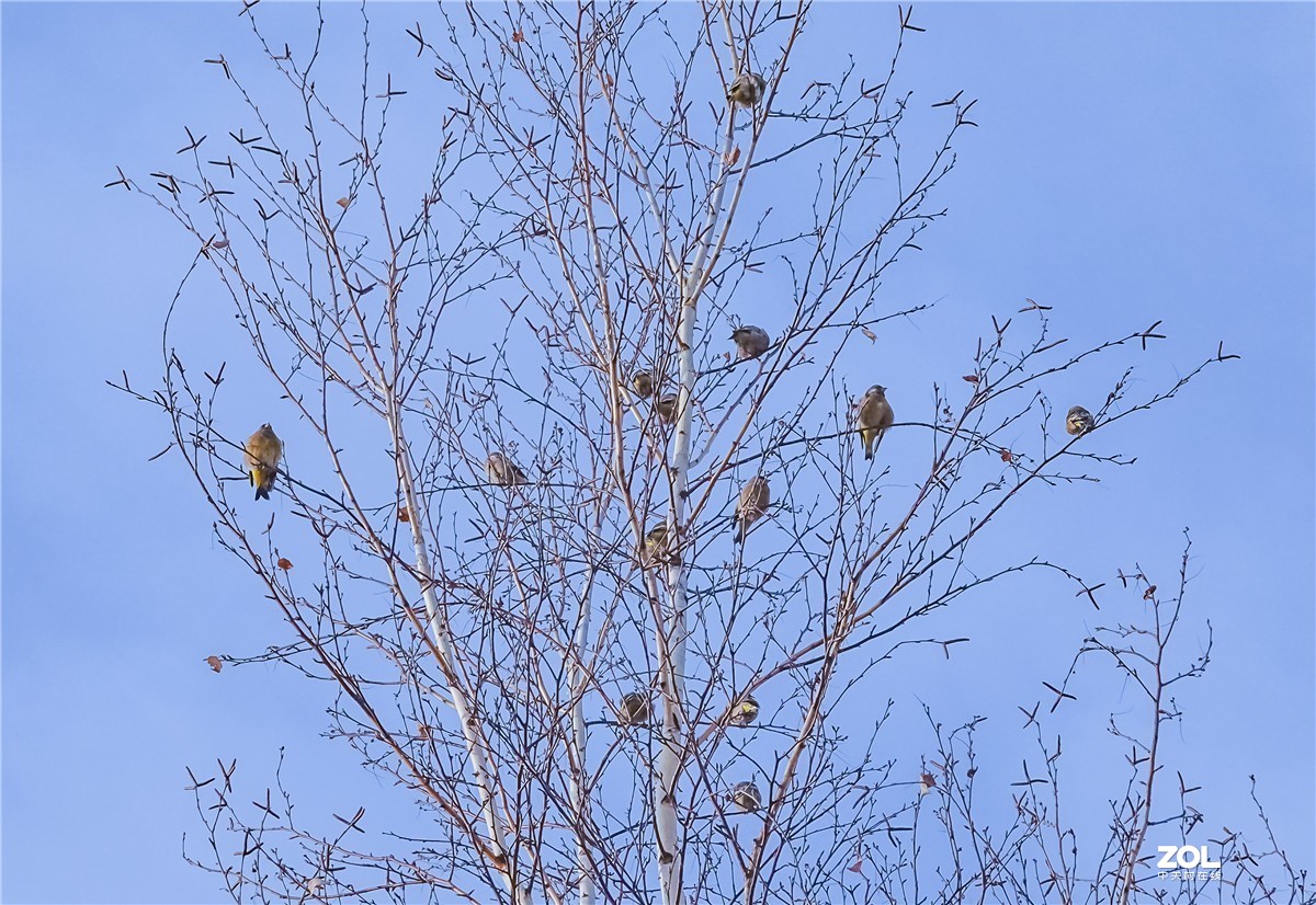 三九寒天枝头鸟