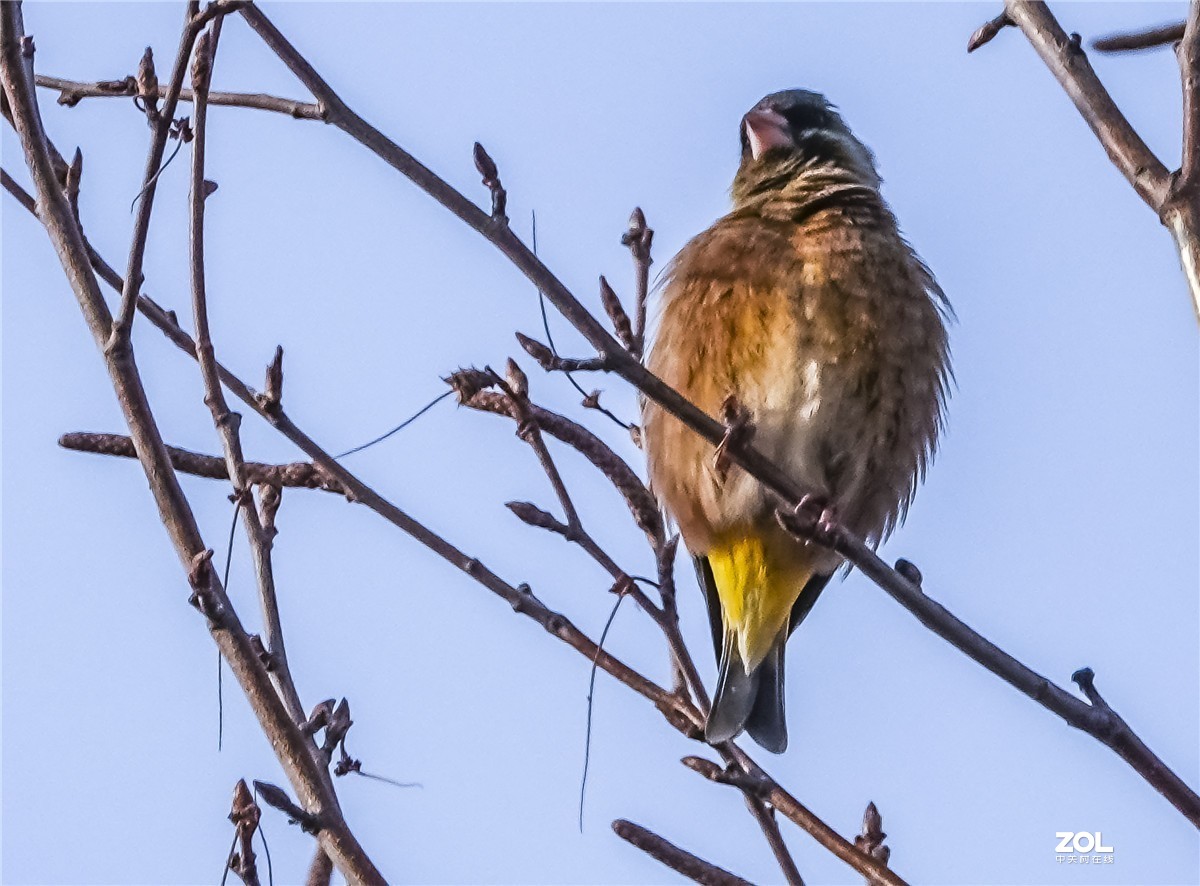三九寒天枝头鸟