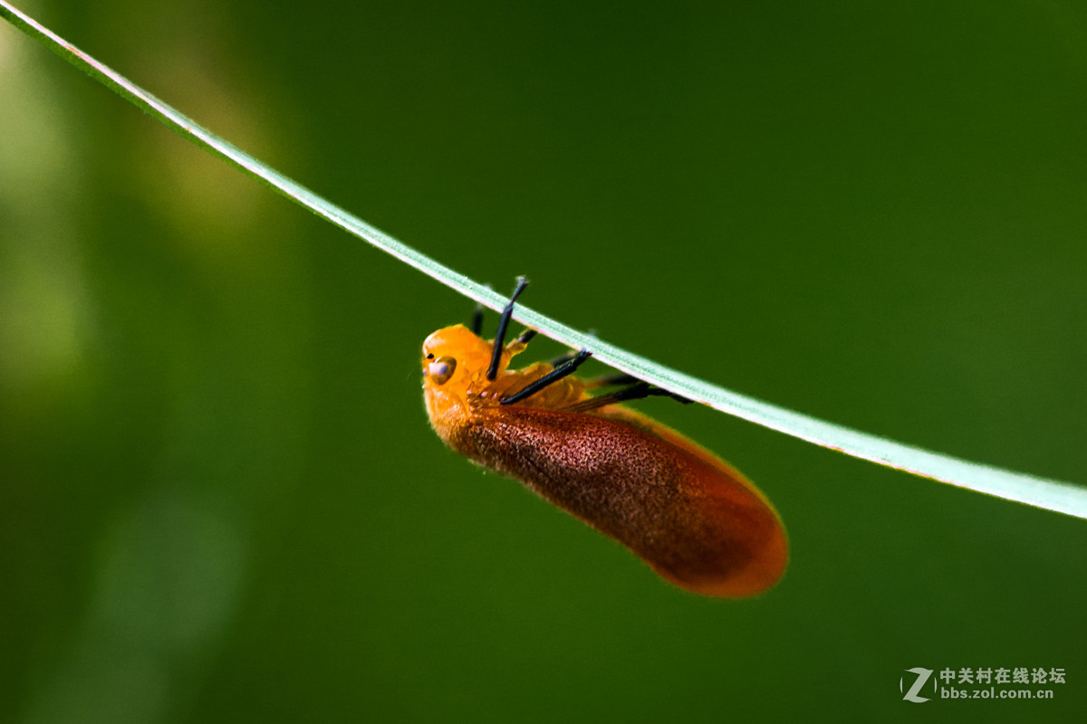 再拍西河边的红色沫蝉【告假帖】