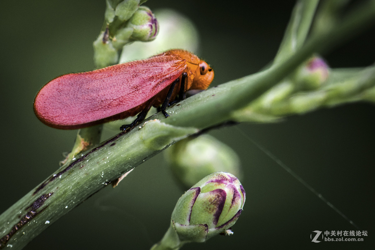 再拍西河边的红色沫蝉【告假帖】
