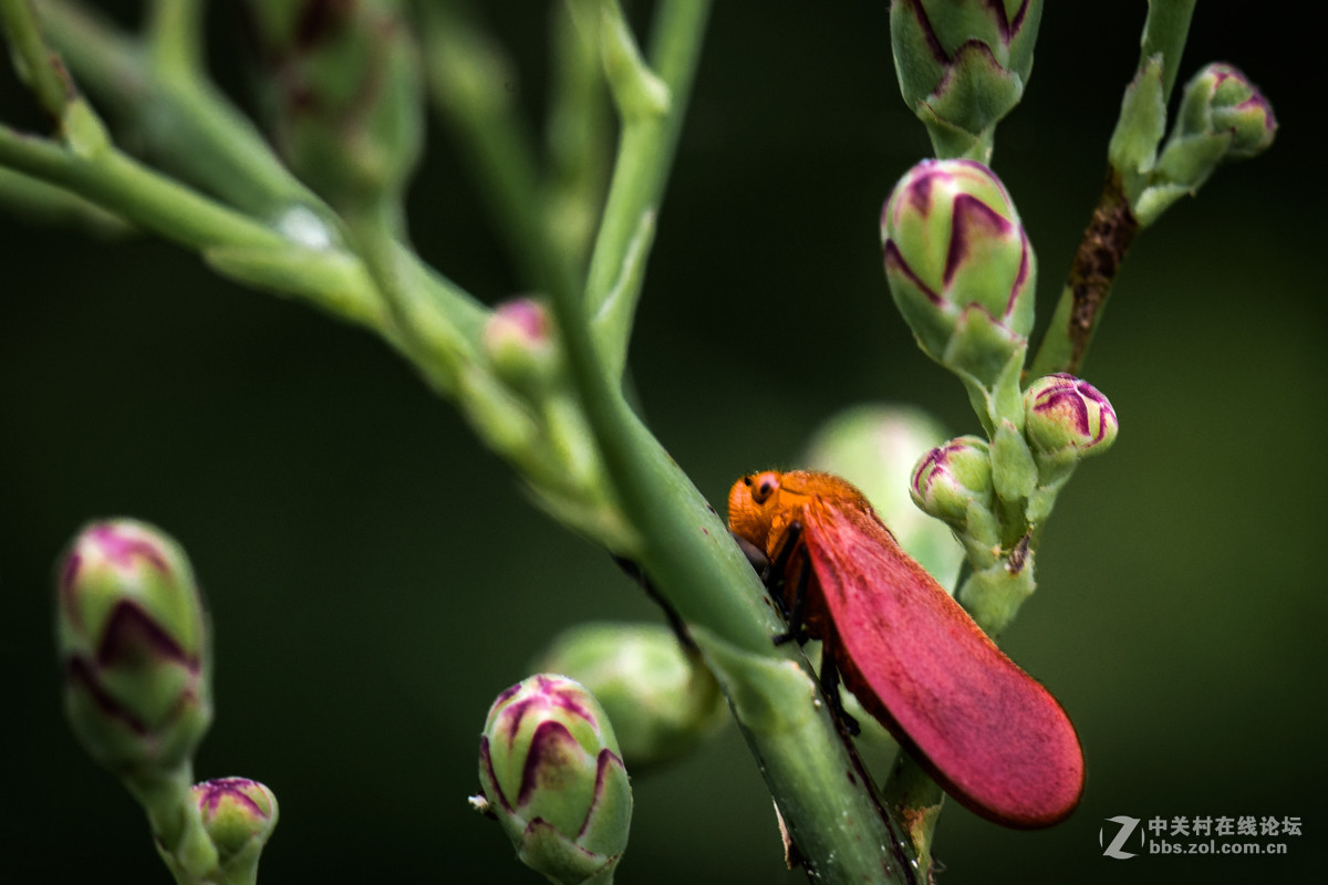 再拍西河边的红色沫蝉【告假帖】
