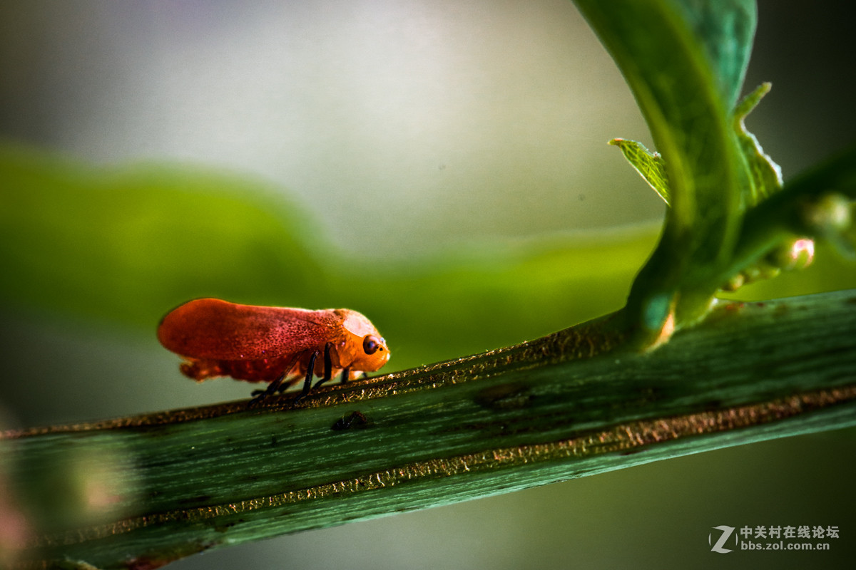 再拍西河边的红色沫蝉【告假帖】