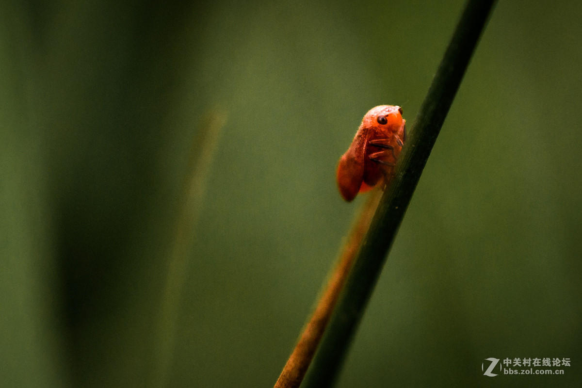 再拍西河边的红色沫蝉【告假帖】