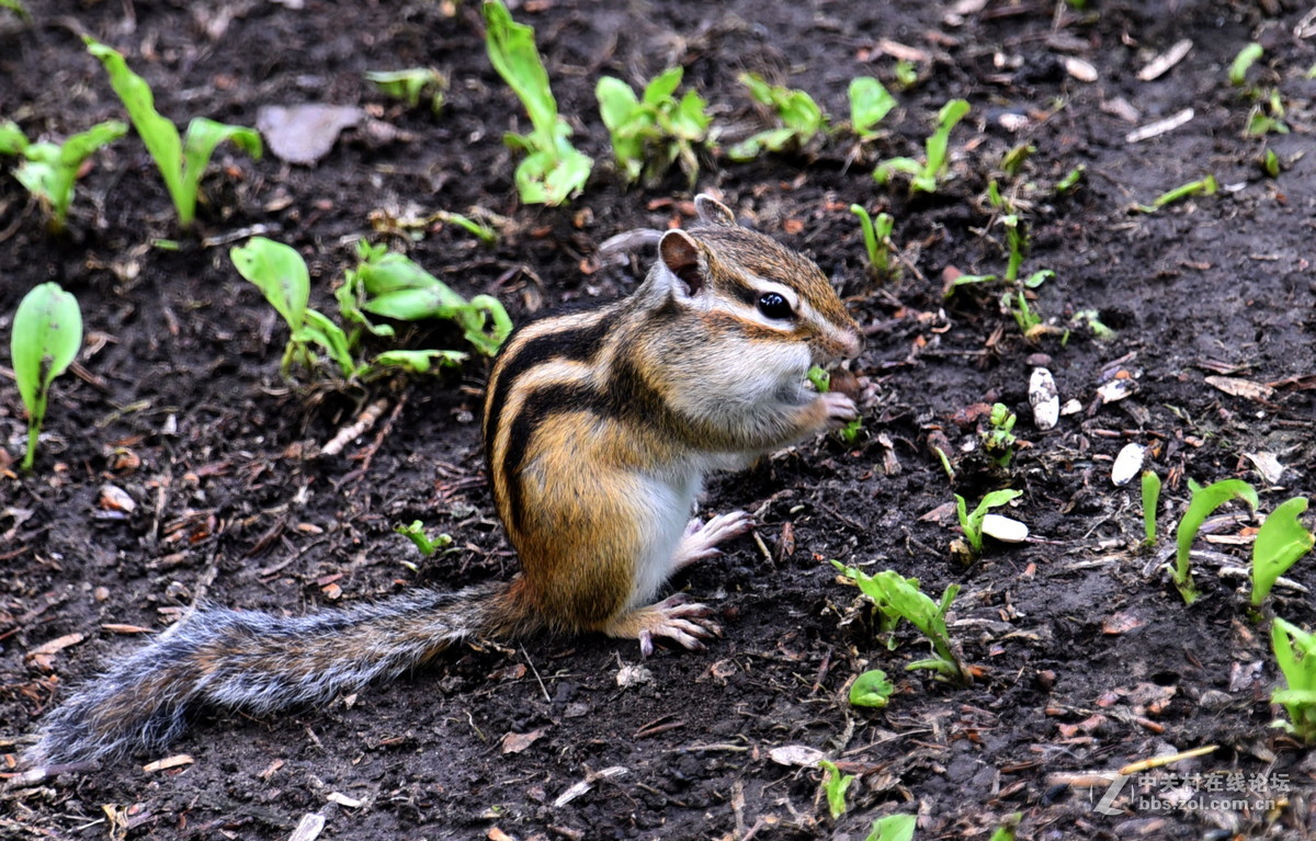 嗨！抓到一只十足的吃货！（抓拍练习）