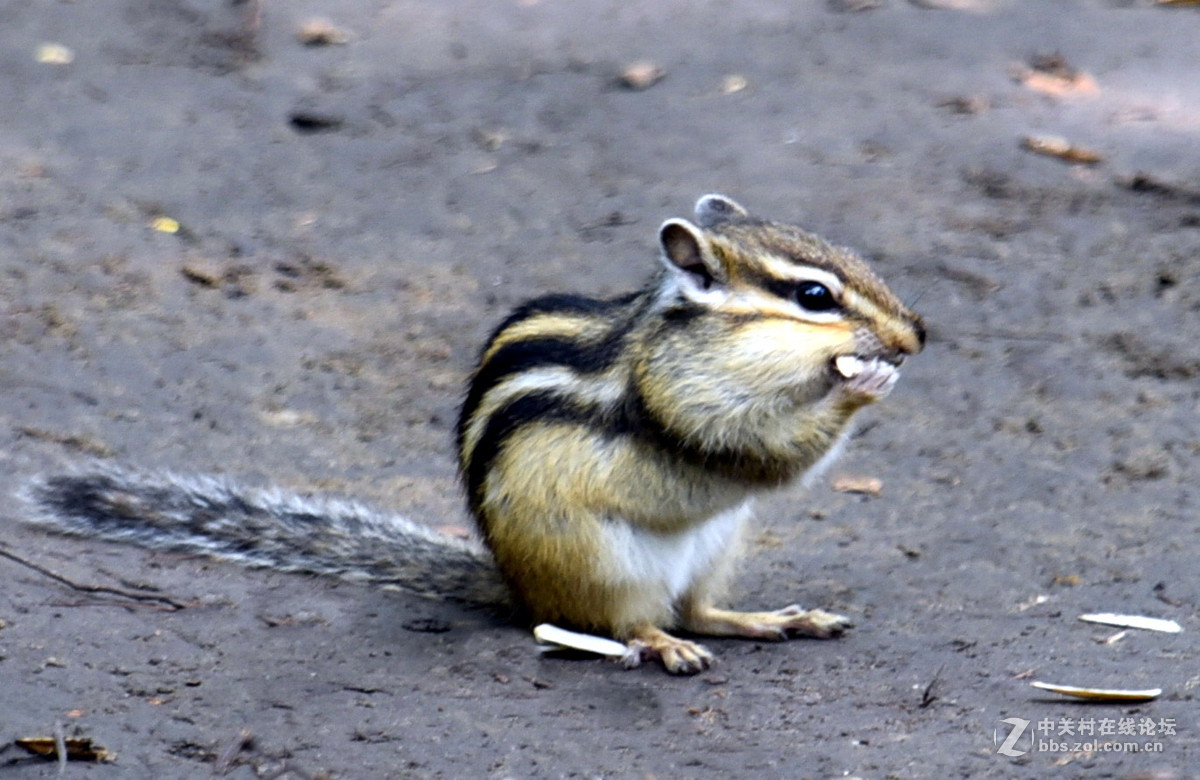 嗨！抓到一只十足的吃货！（抓拍练习）