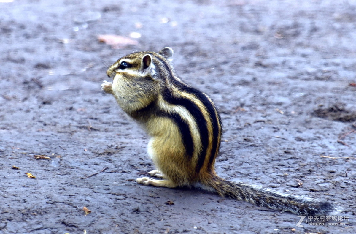 嗨！抓到一只十足的吃货！（抓拍练习）