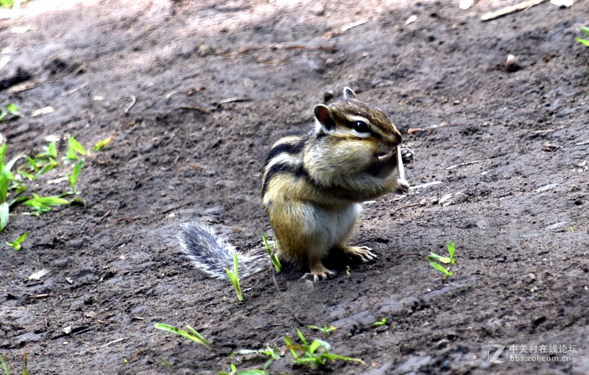 嗨！抓到一只十足的吃货！（抓拍练习）