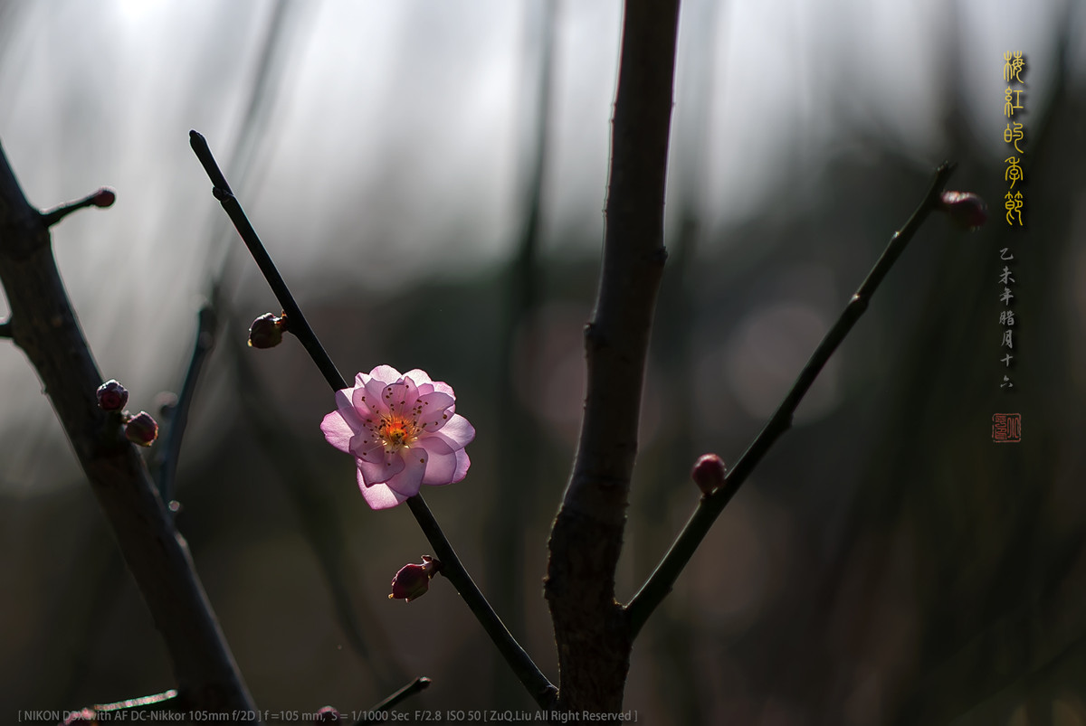 #ZOL月赛—你好2016# - 梅红的季节