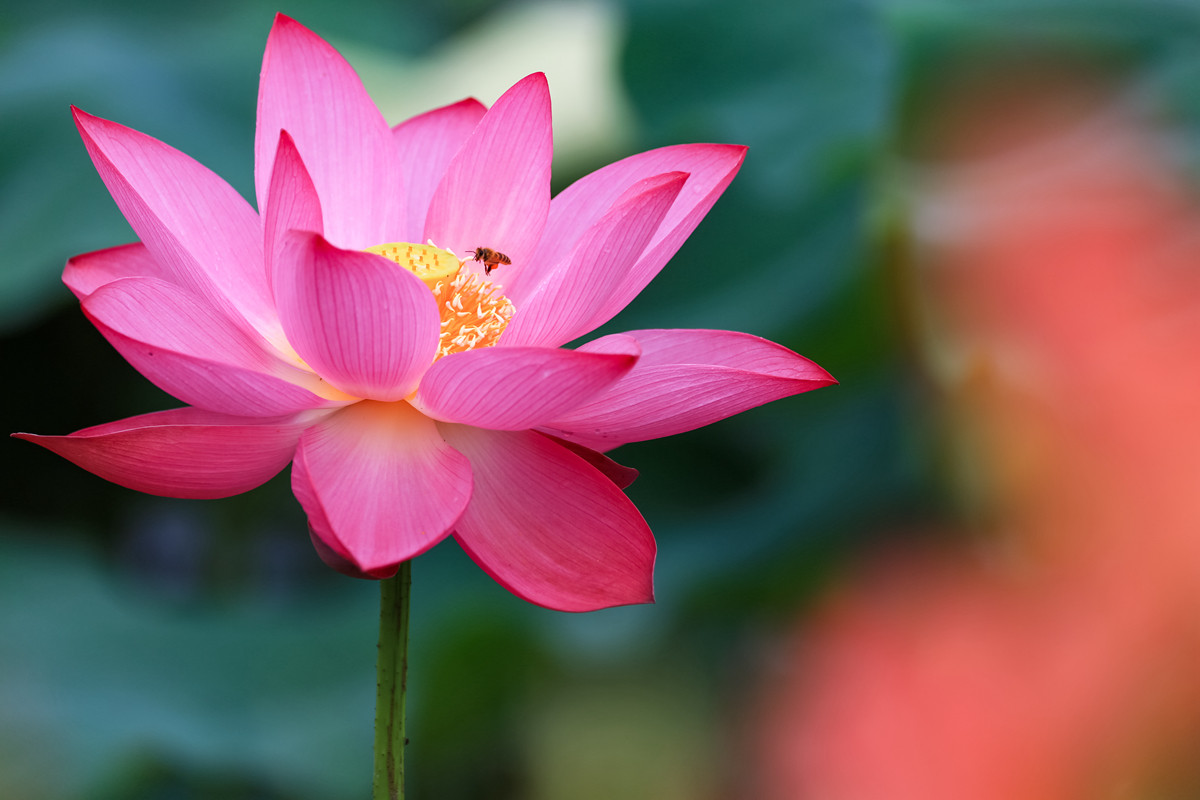 《荷塘月色》之又是一年拍荷季。。。