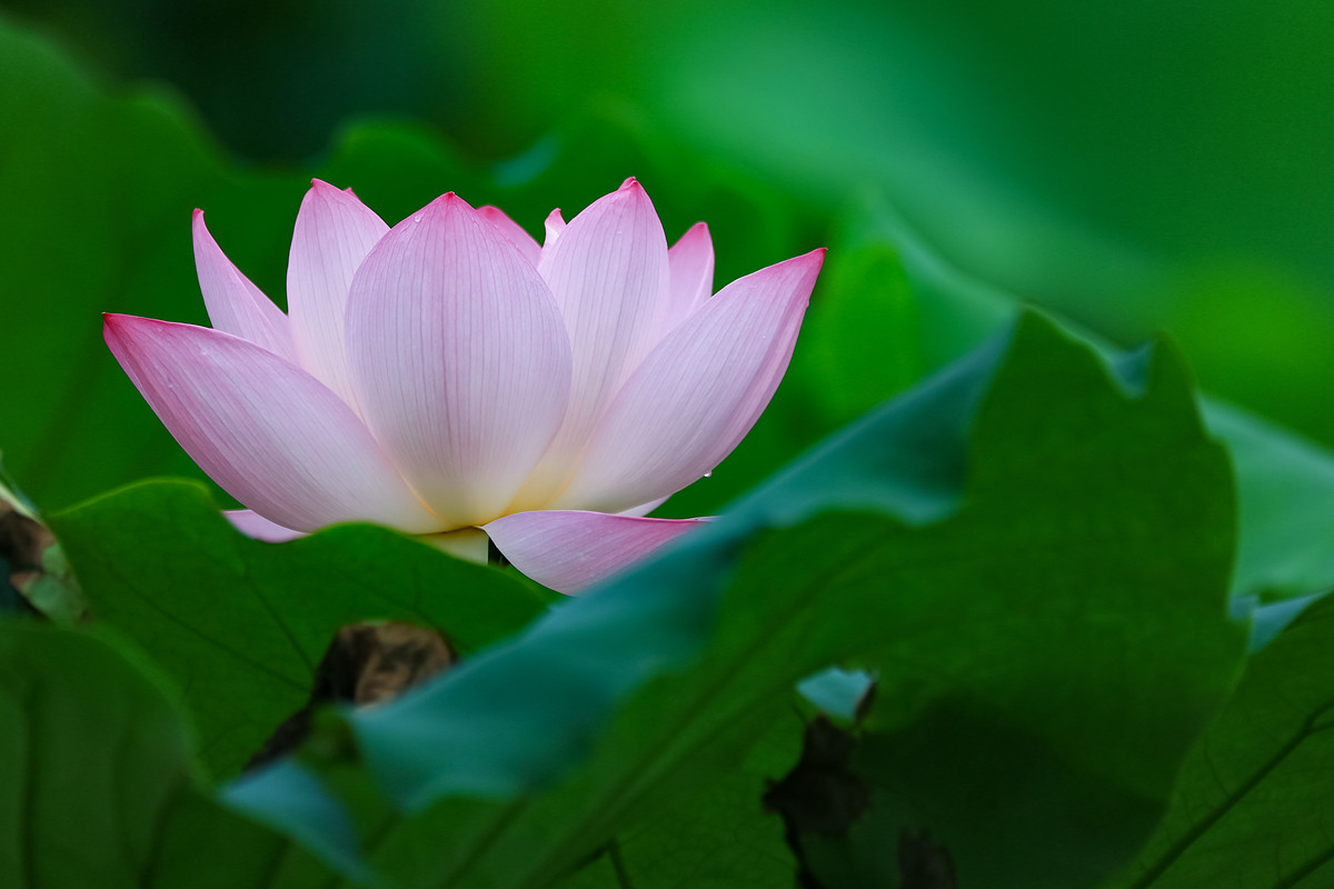 《荷塘月色》之又是一年拍荷季。。。