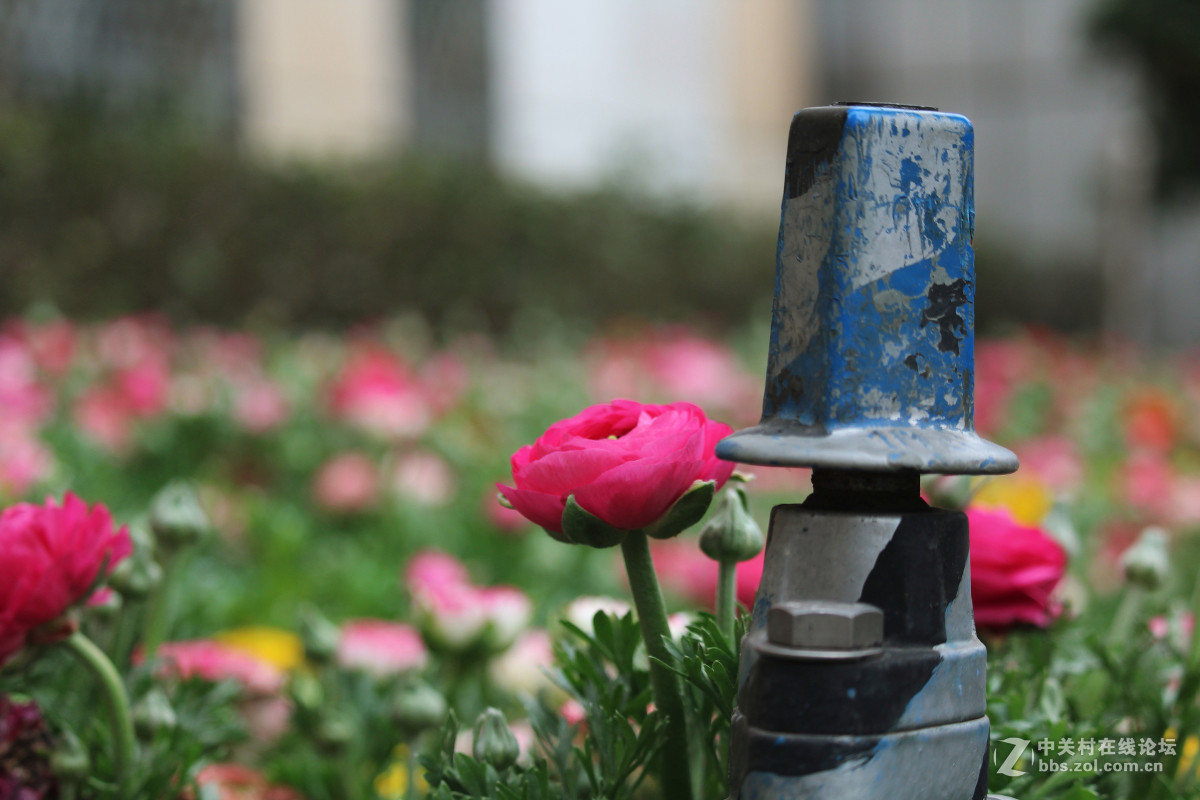 霾雾难淹花色美（1200D+55-250STM）