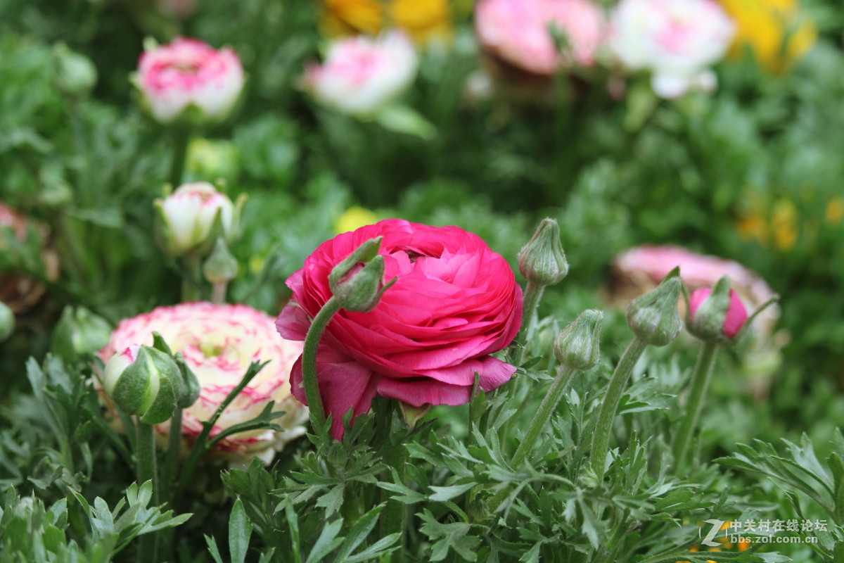 霾雾难淹花色美（1200D+55-250STM）