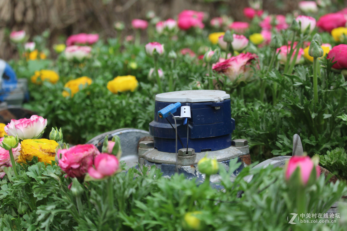 霾雾难淹花色美（1200D+55-250STM）