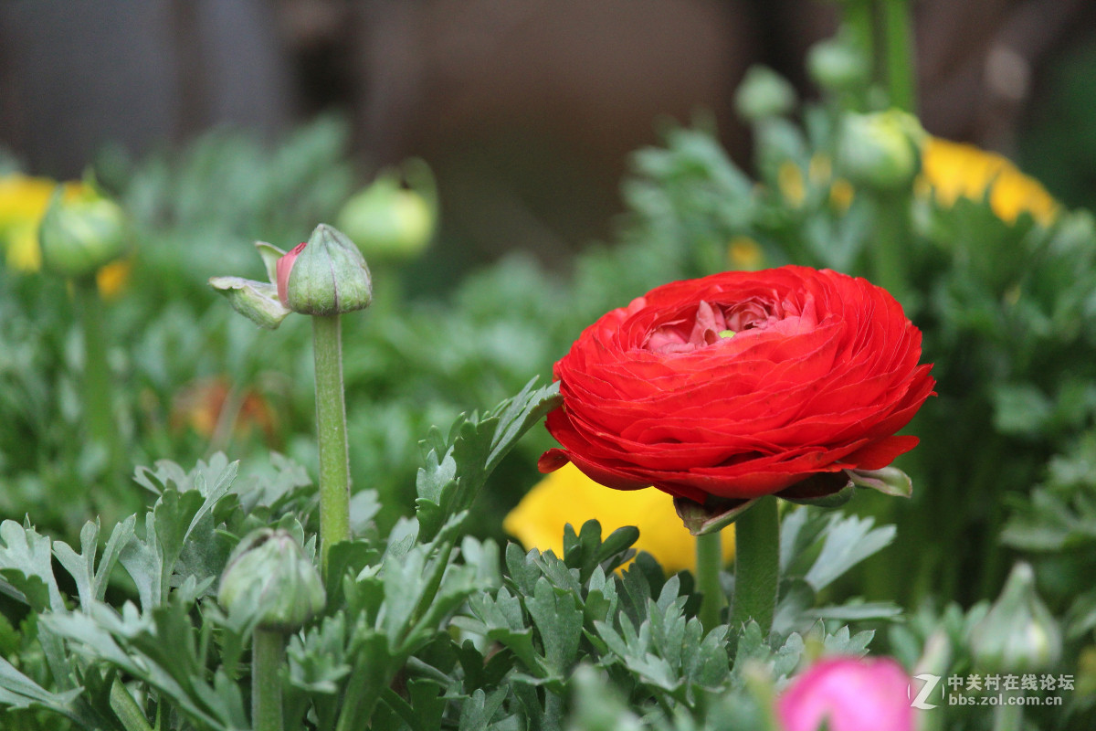霾雾难淹花色美（1200D+55-250STM）