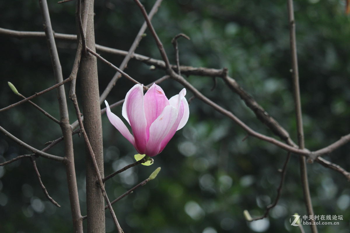 霾雾难淹花色美（1200D+55-250STM）