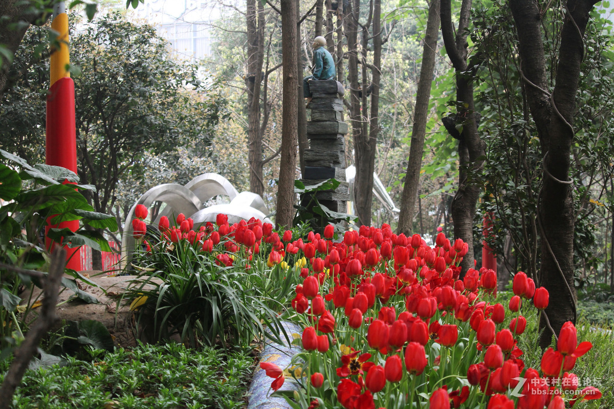 霾雾难淹花色美（1200D+55-250STM）