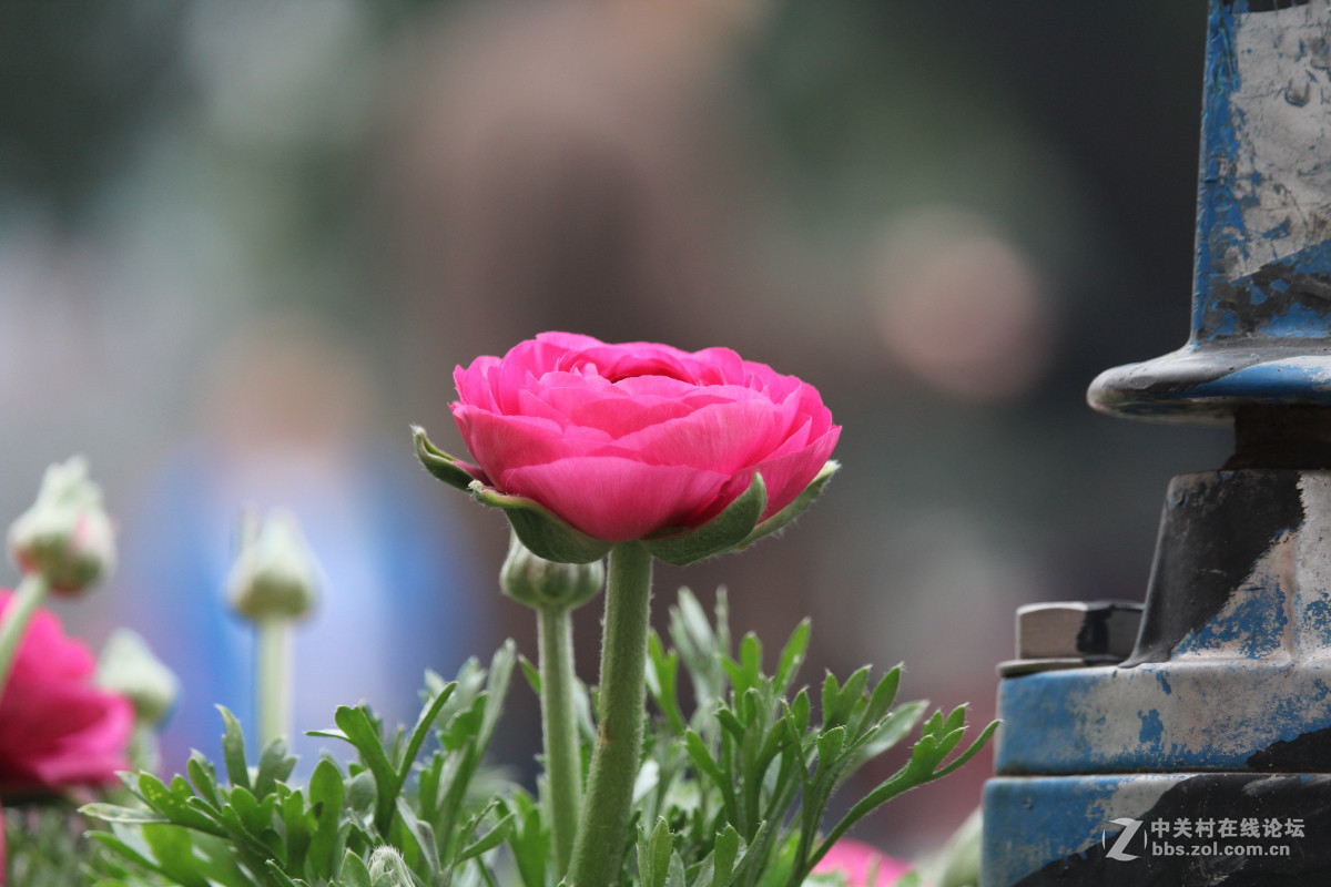 霾雾难淹花色美（1200D+55-250STM）