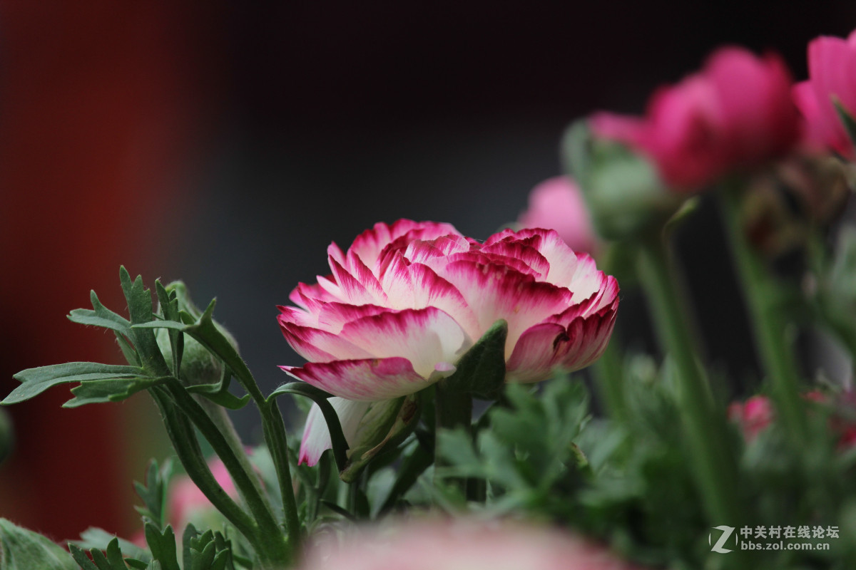 霾雾难淹花色美（1200D+55-250STM）