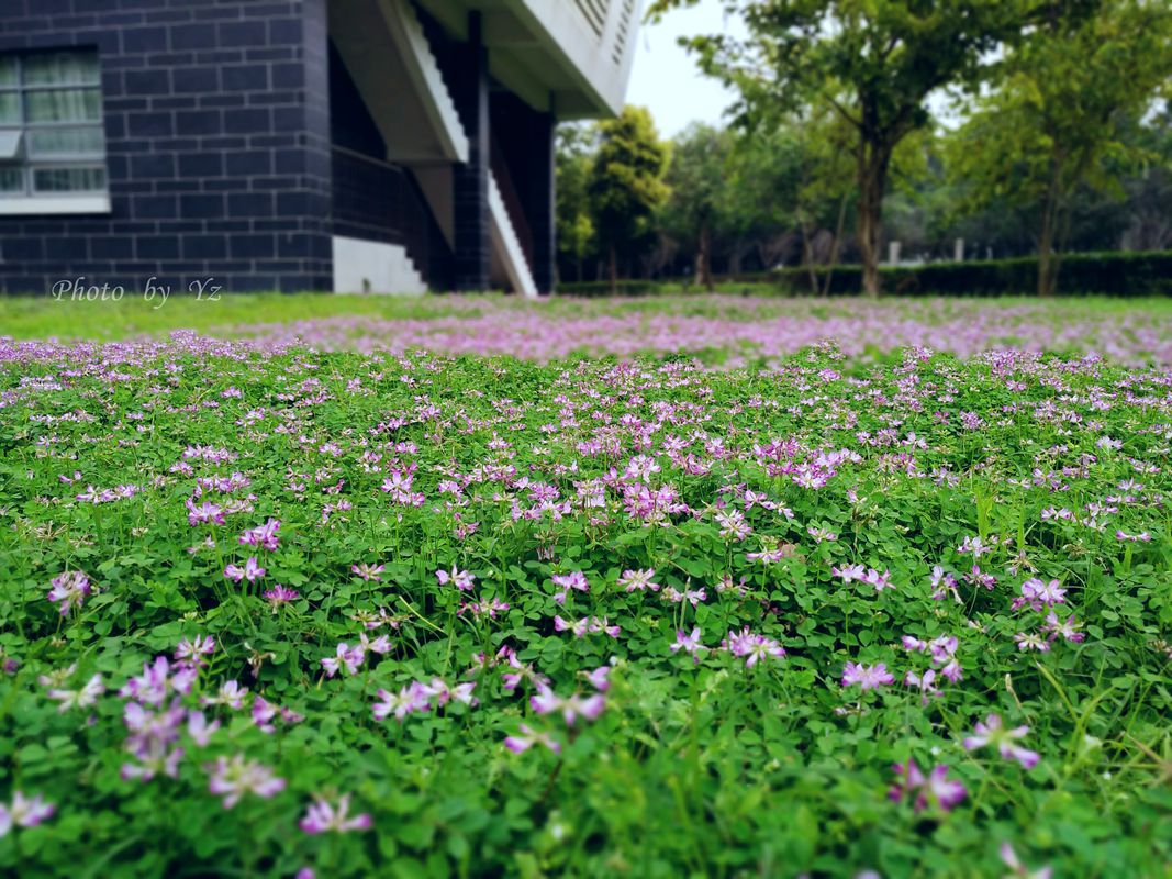 手摄------雾空之校园剪景