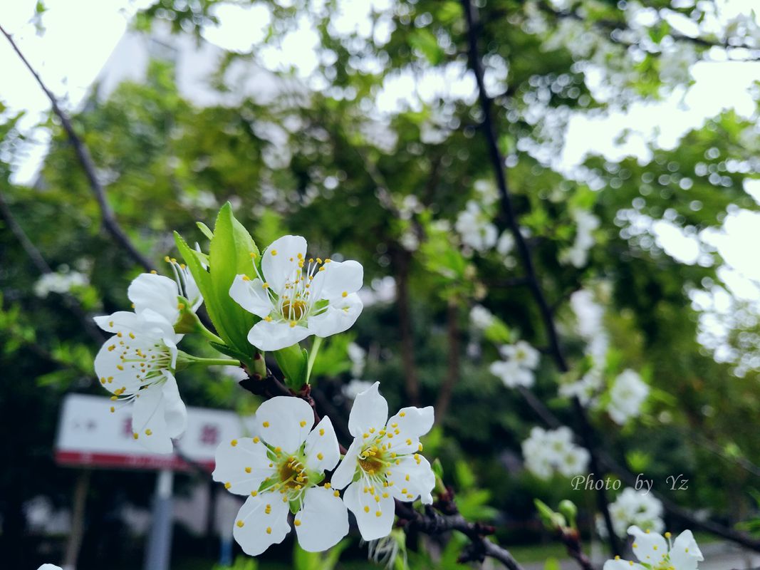 手摄------雾空之校园剪景