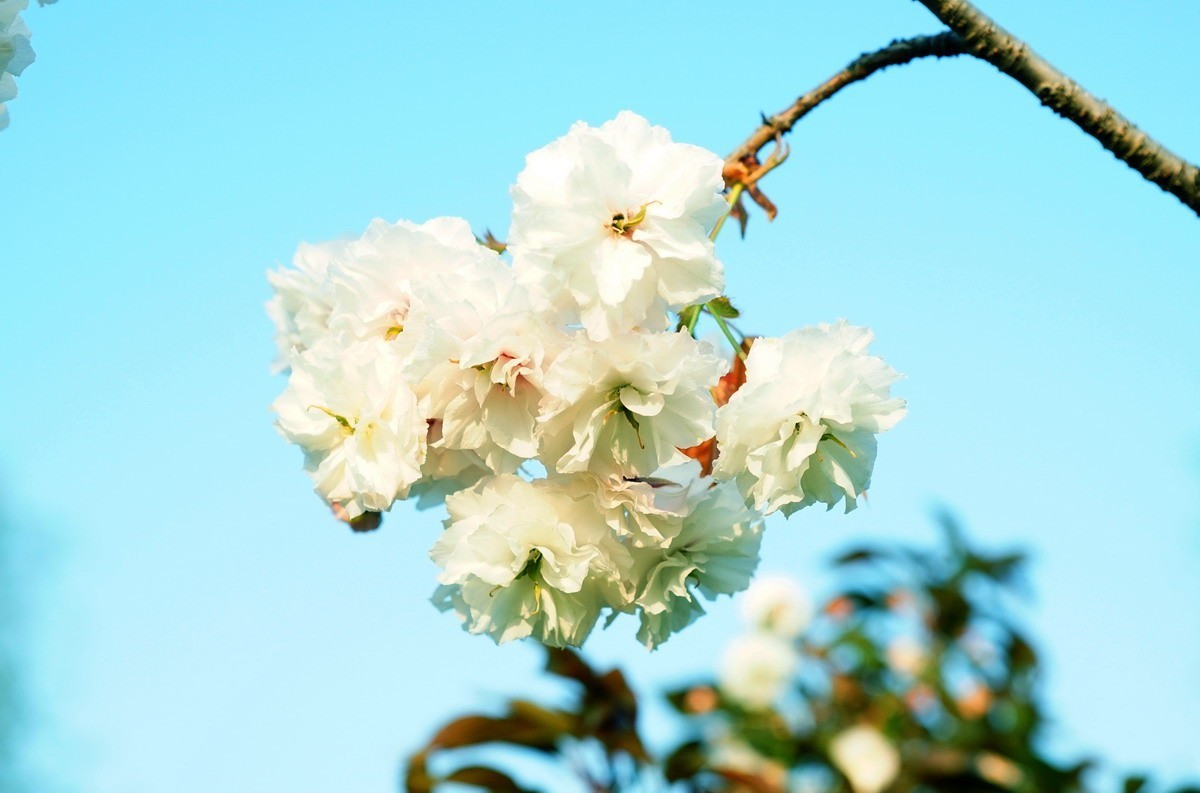 关山樱普贤象樱