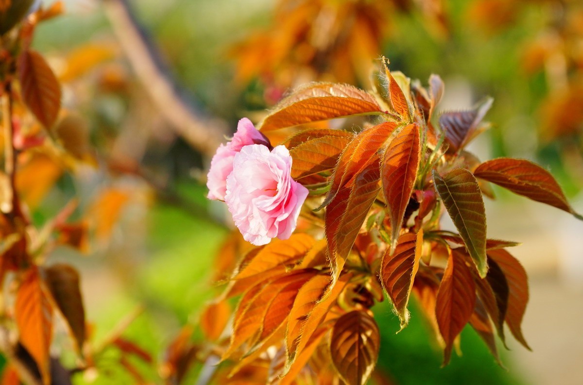 关山樱普贤象樱