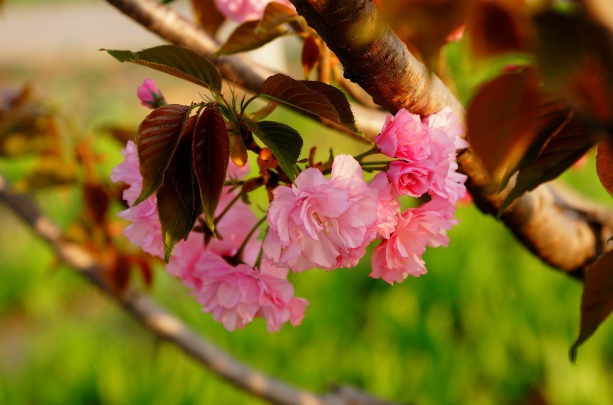 关山樱普贤象樱