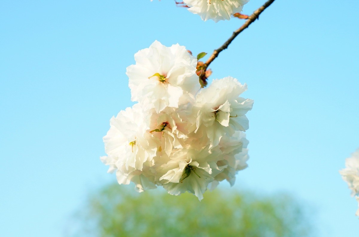 关山樱普贤象樱