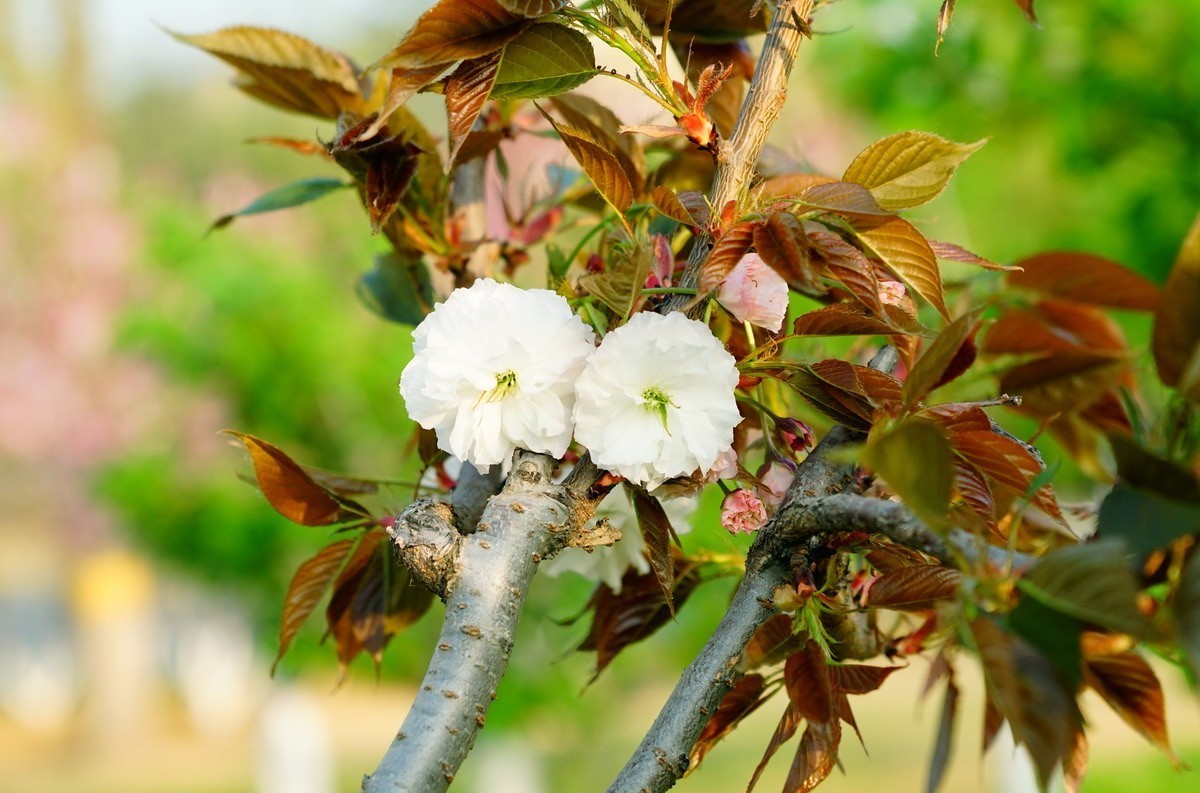 关山樱普贤象樱