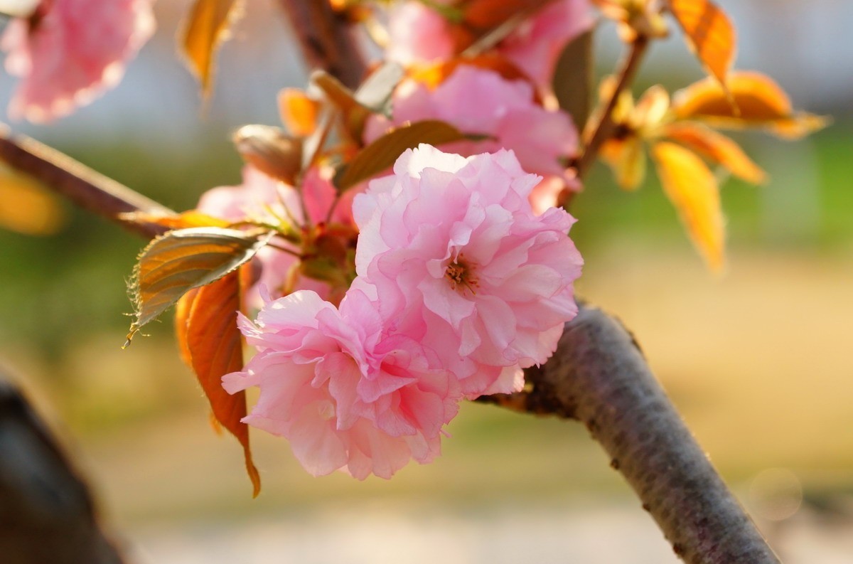 关山樱普贤象樱