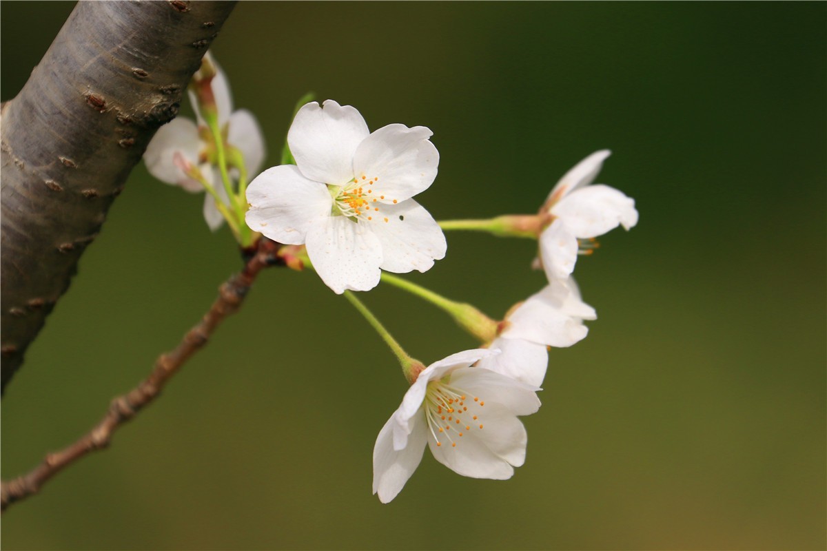 樱花4.