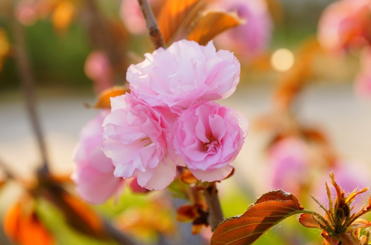 关山樱普贤象樱