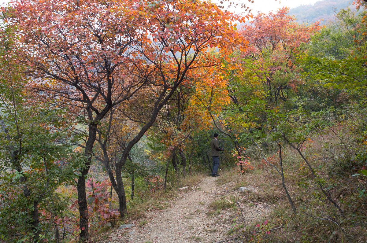 又到漫山红叶时