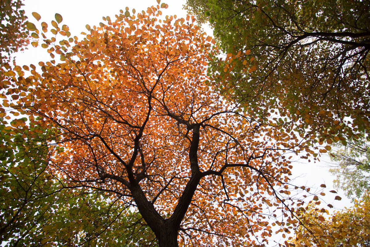又到漫山红叶时