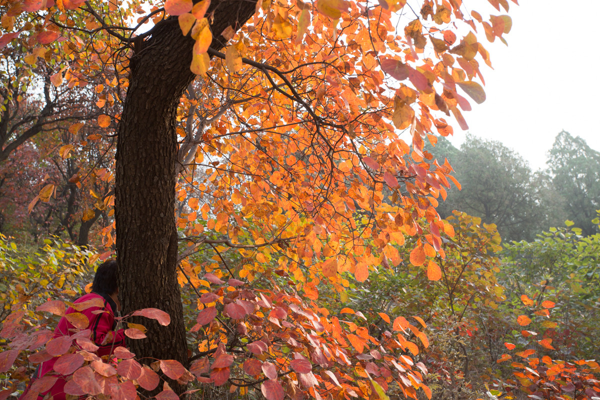 又到漫山红叶时