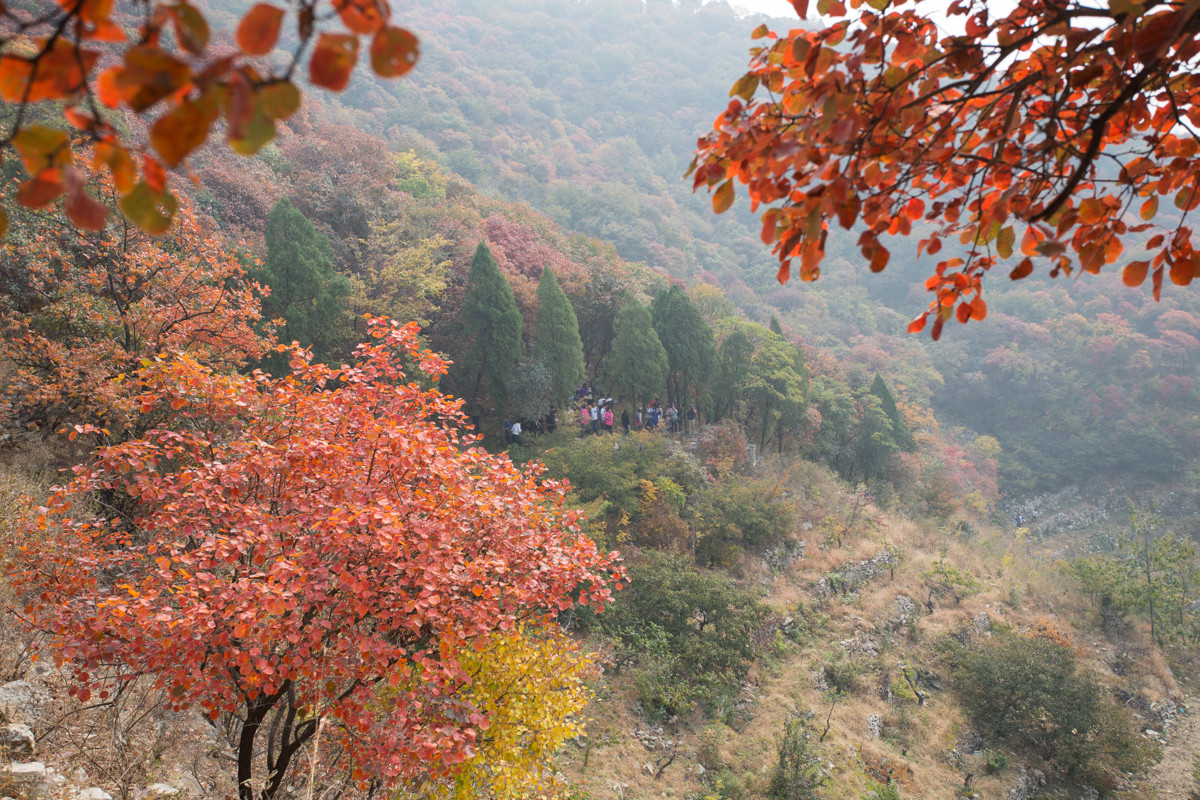又到漫山红叶时