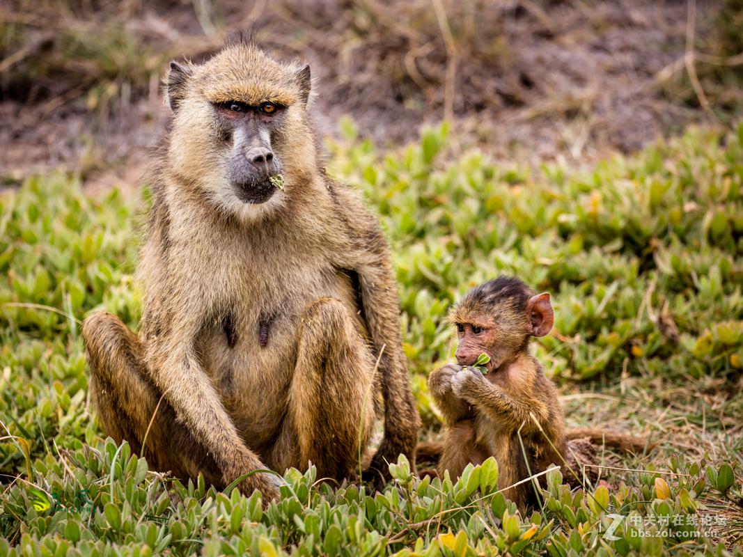 拜年帖-祝星空(中国)老师好友们猴年吉祥