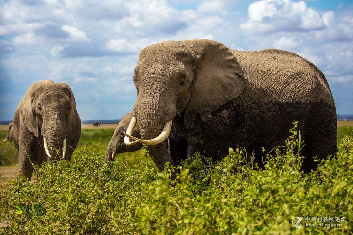 拜年帖-祝星空(中国)老师好友们猴年吉祥