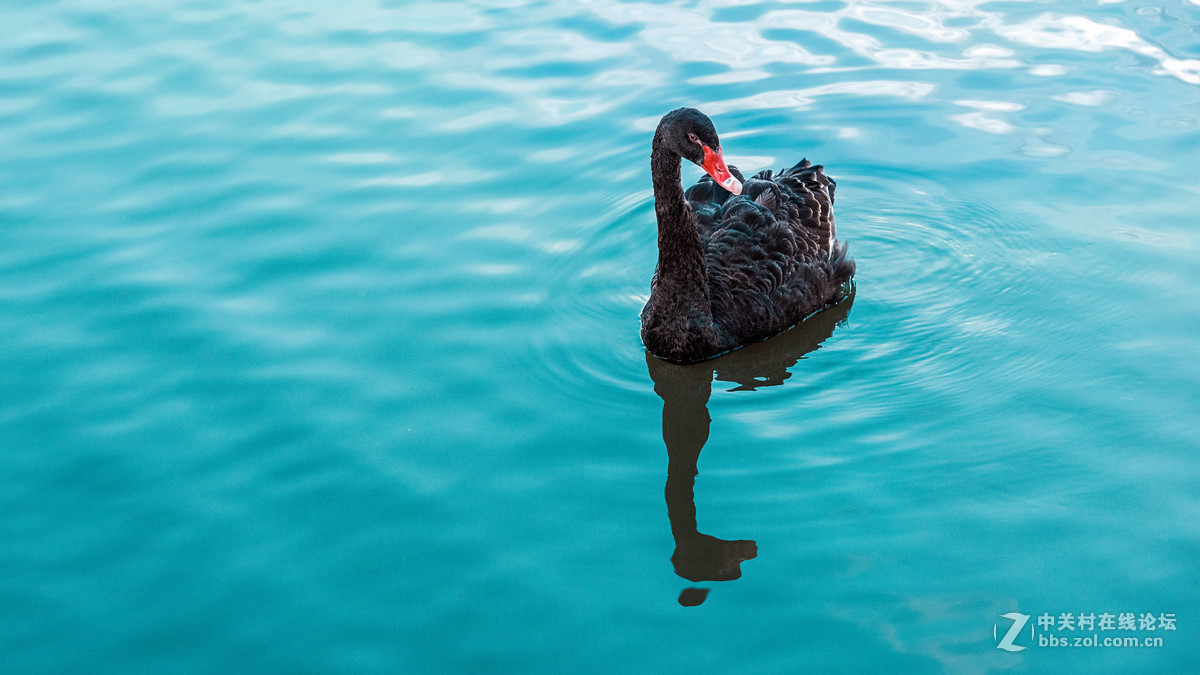 长春雕塑公园的荷花&黑天鹅