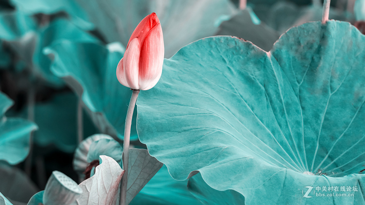 长春雕塑公园的荷花&黑天鹅