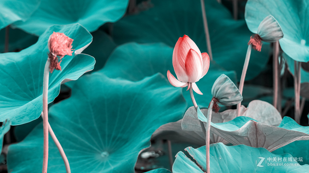 长春雕塑公园的荷花&黑天鹅