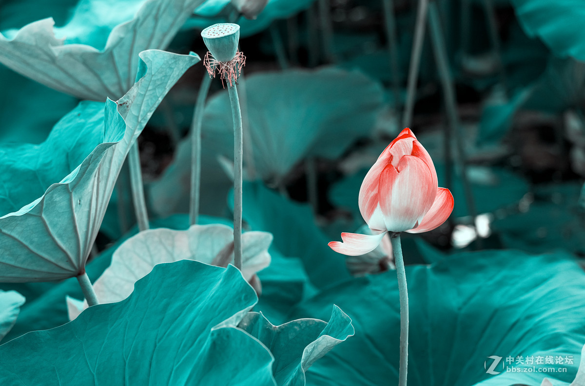 长春雕塑公园的荷花&黑天鹅