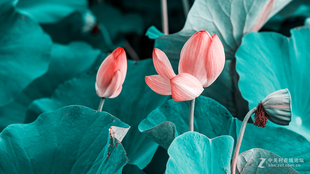 长春雕塑公园的荷花&黑天鹅