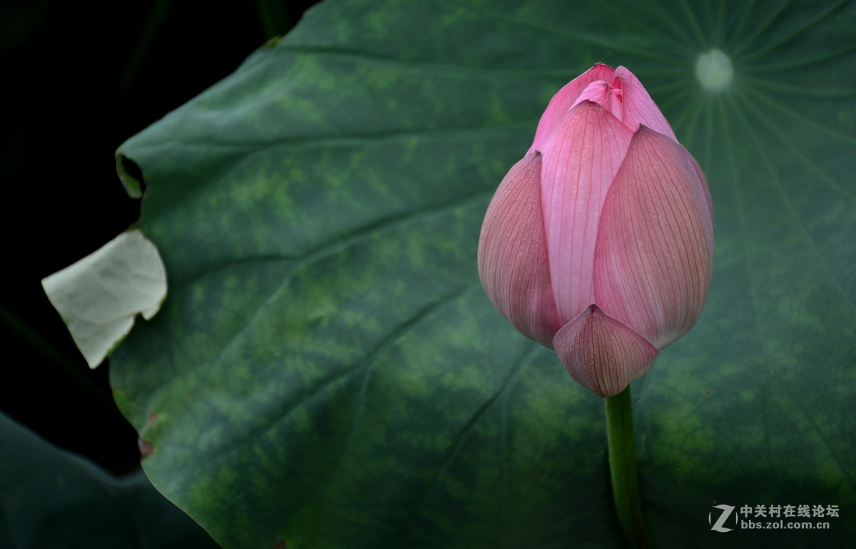 浮香绕曲岸，圆影覆华池