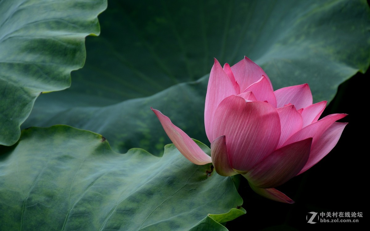 浮香绕曲岸，圆影覆华池