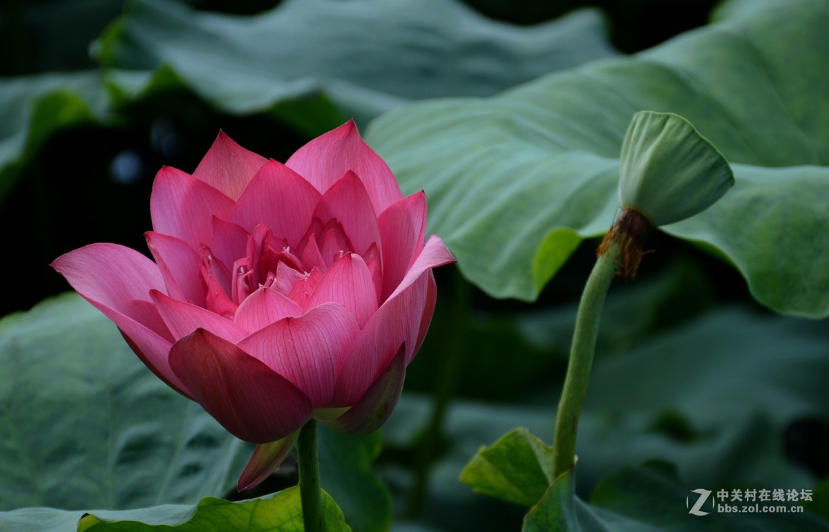 浮香绕曲岸，圆影覆华池