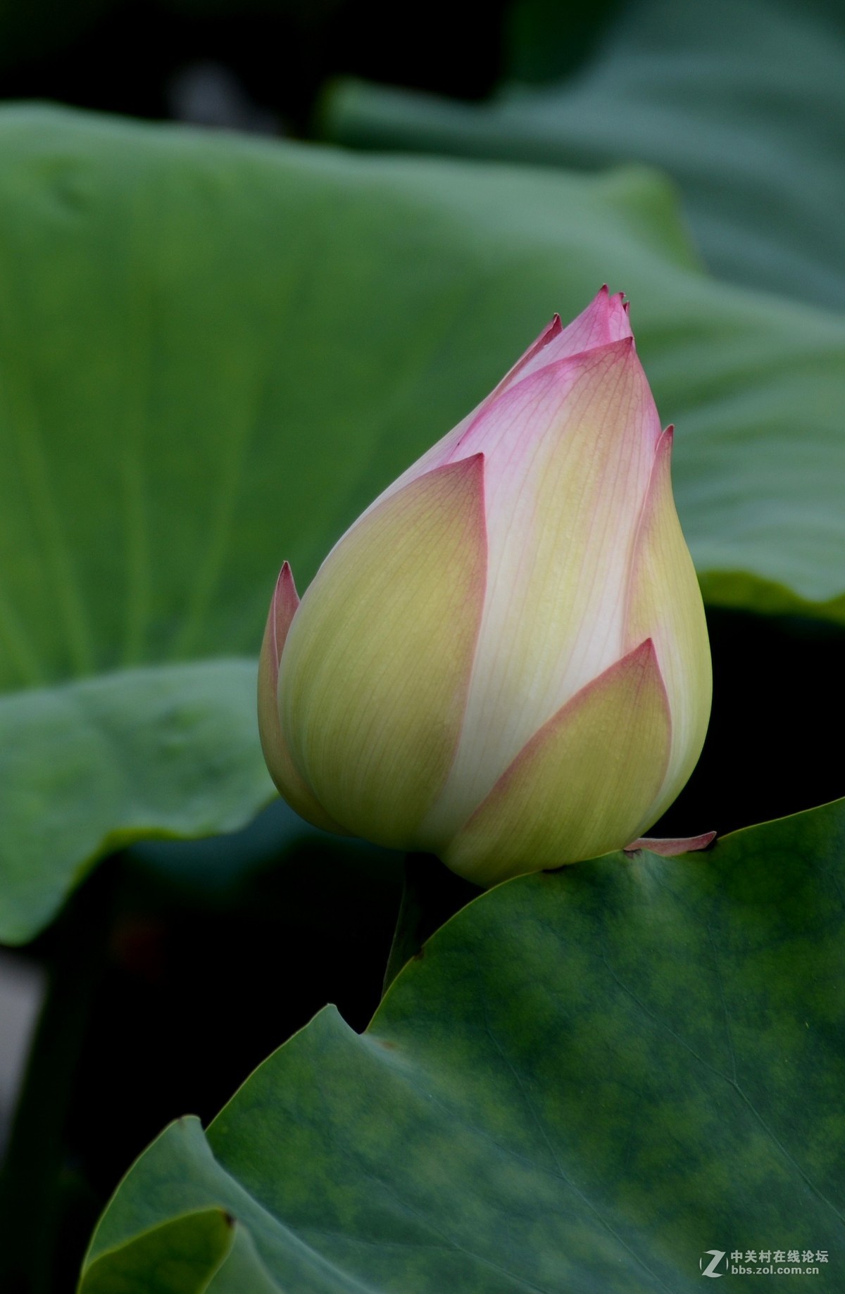 浮香绕曲岸，圆影覆华池
