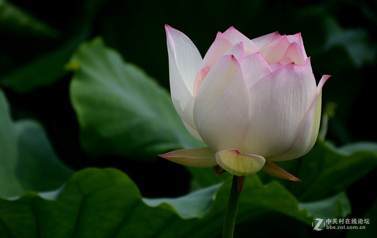 浮香绕曲岸，圆影覆华池