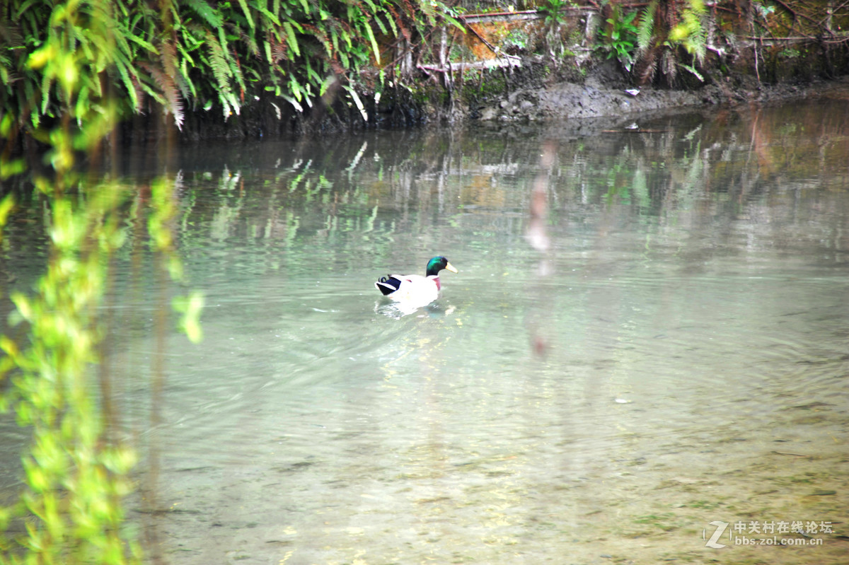 家附近打鸟，可惜白鹭飞走了